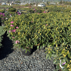 Roseum Elegans Rhododendron