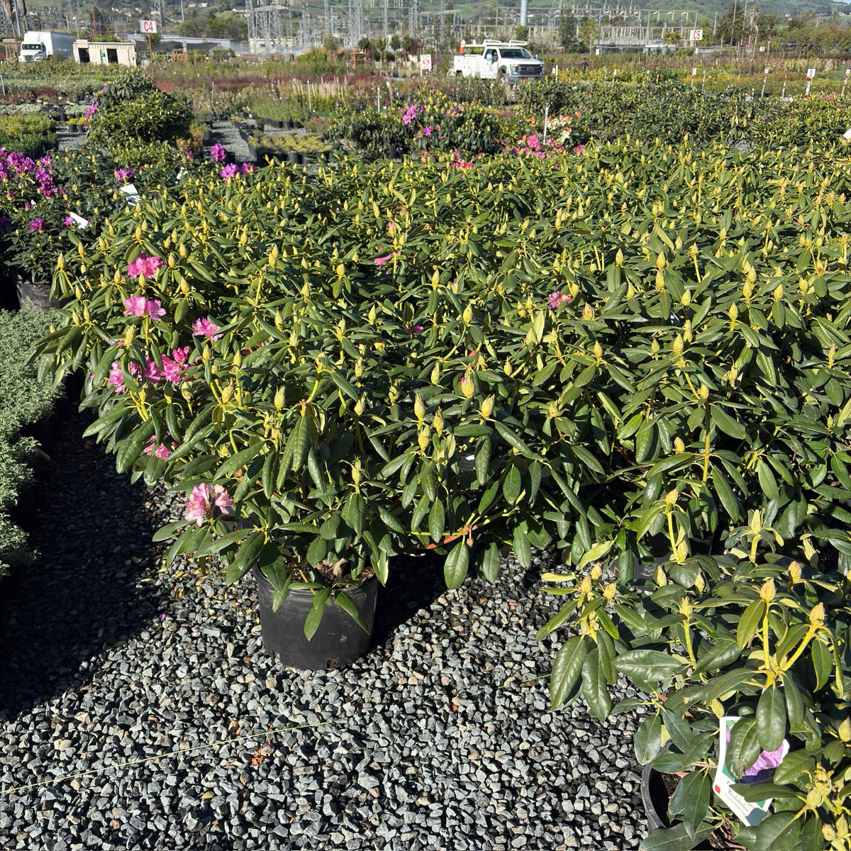 Roseum Elegans Rhododendron
