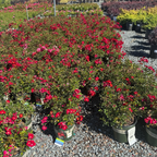 Flower Carpet Rosa