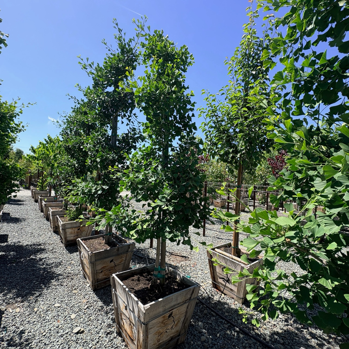 Golden Colonnade Ginkgo
