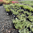 Snowflake Catmint