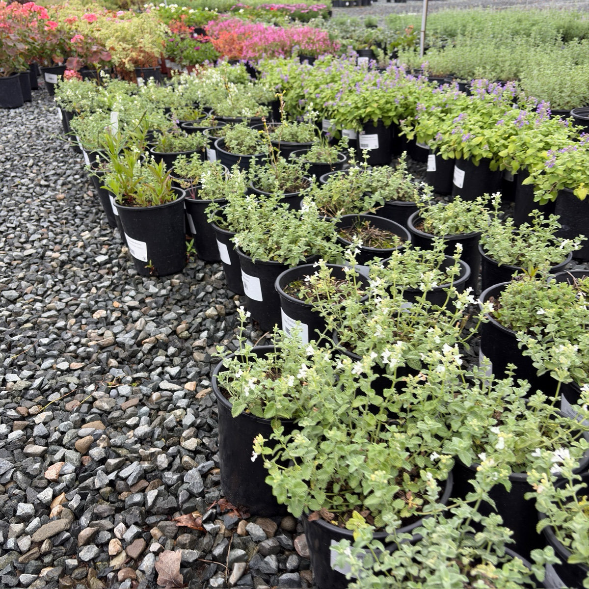 Snowflake Catmint