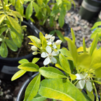 Sundance Mexican Orange Blossom