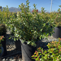 White Escallonia