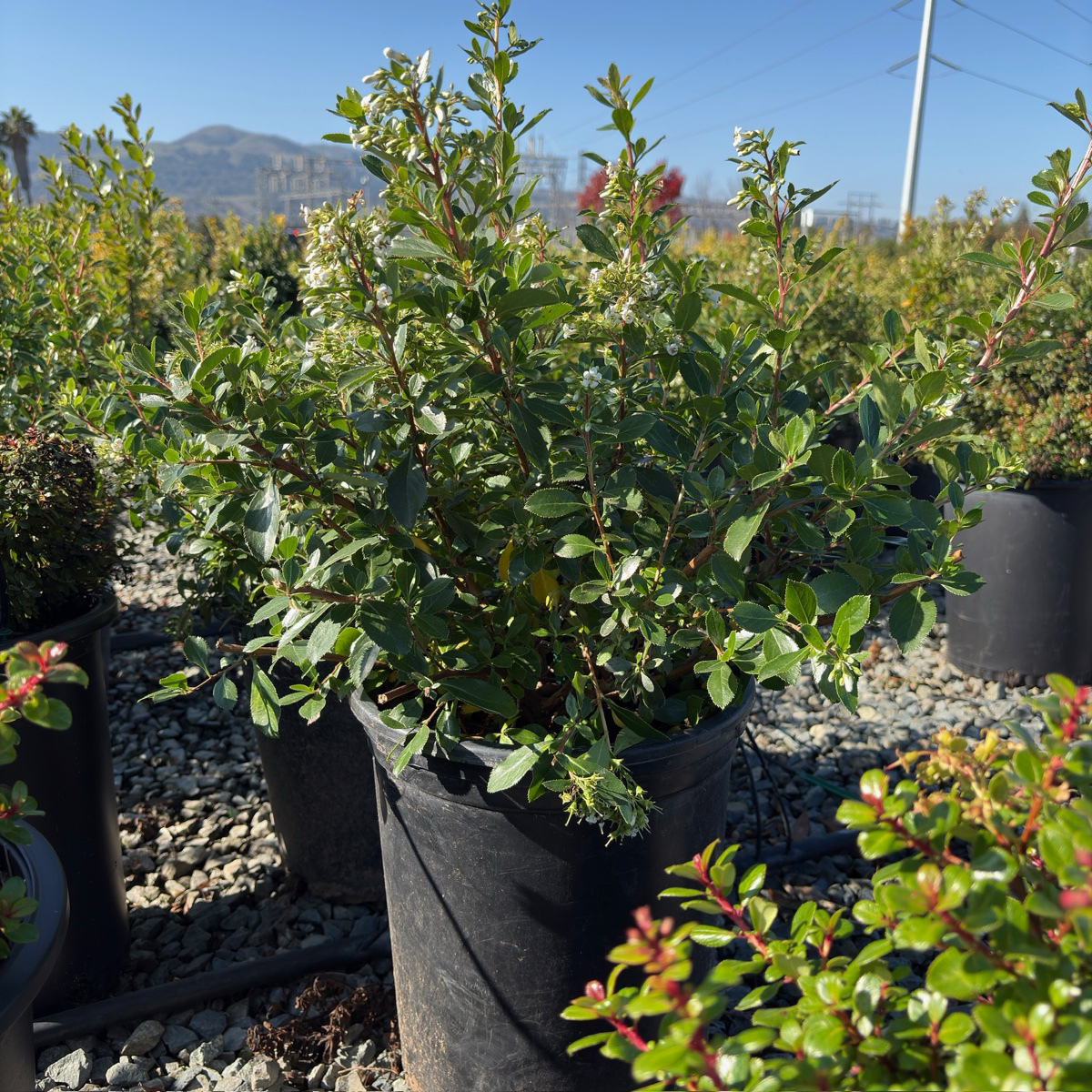 White Escallonia