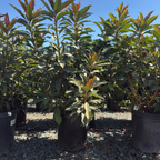 Bronze Loquat Tree