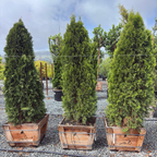Emerald Green Arborvitae