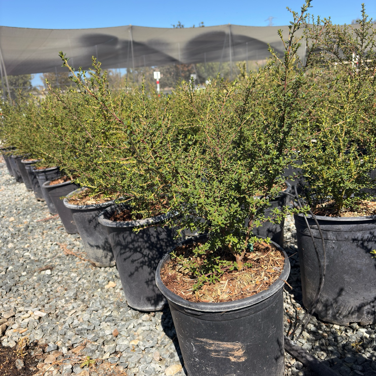 Dark Star California Lilac