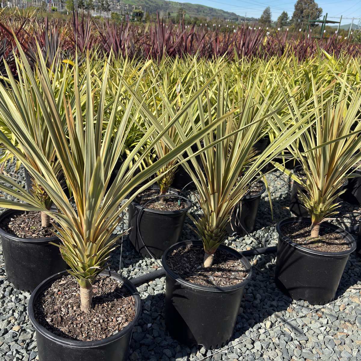 Torbay Dazzler Grass Palm