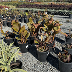 Australia Canna Lily