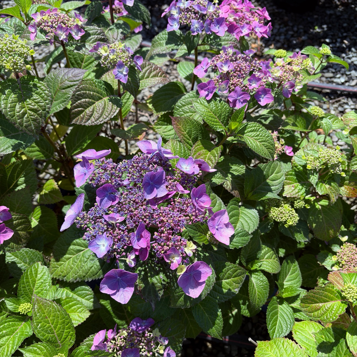 Mathilda Gutges Hydrangea