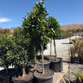 Gold Nugget Mandarin Tree