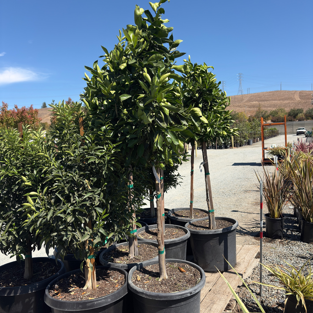 Gold Nugget Mandarin Tree