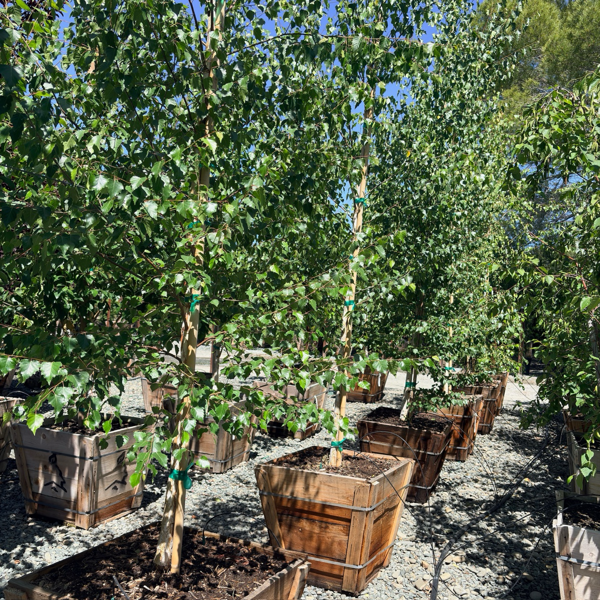 European White Birch