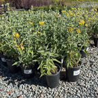 Jerusalem Sage