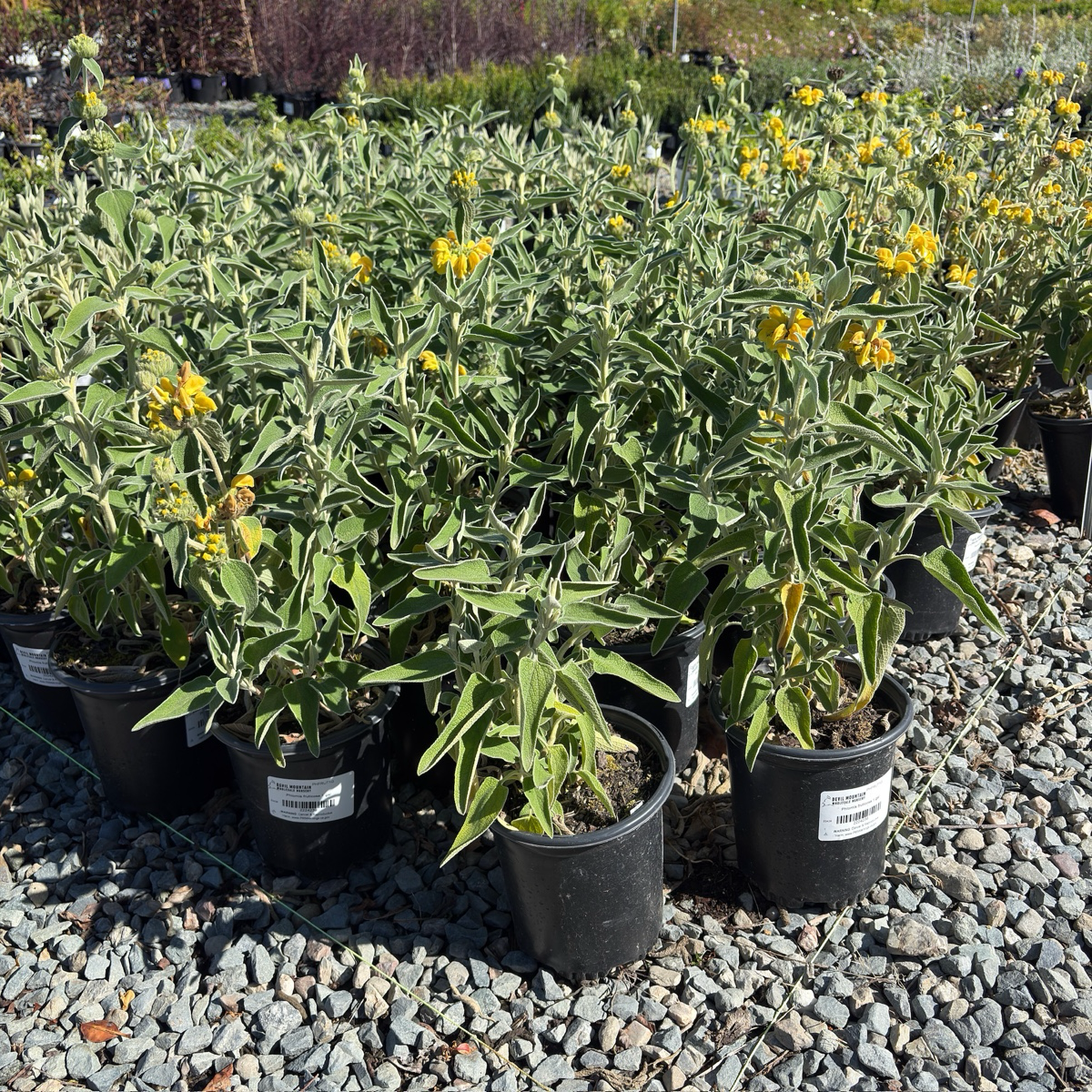 Jerusalem Sage