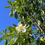 Mountain Gordlinia