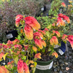 Shrimp Plant