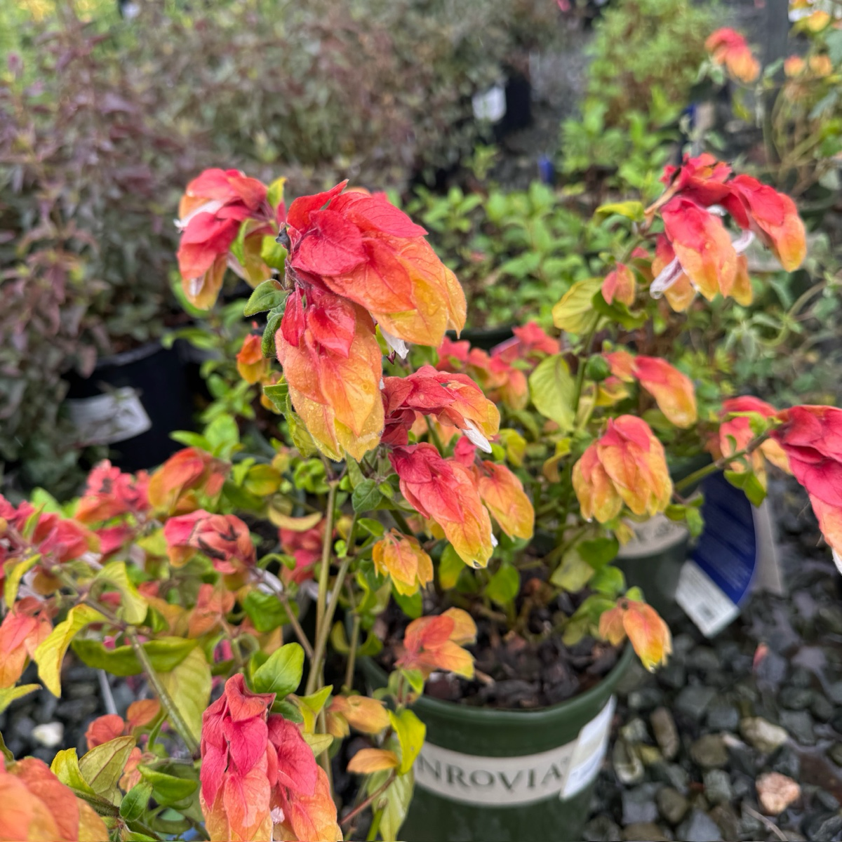 Shrimp Plant