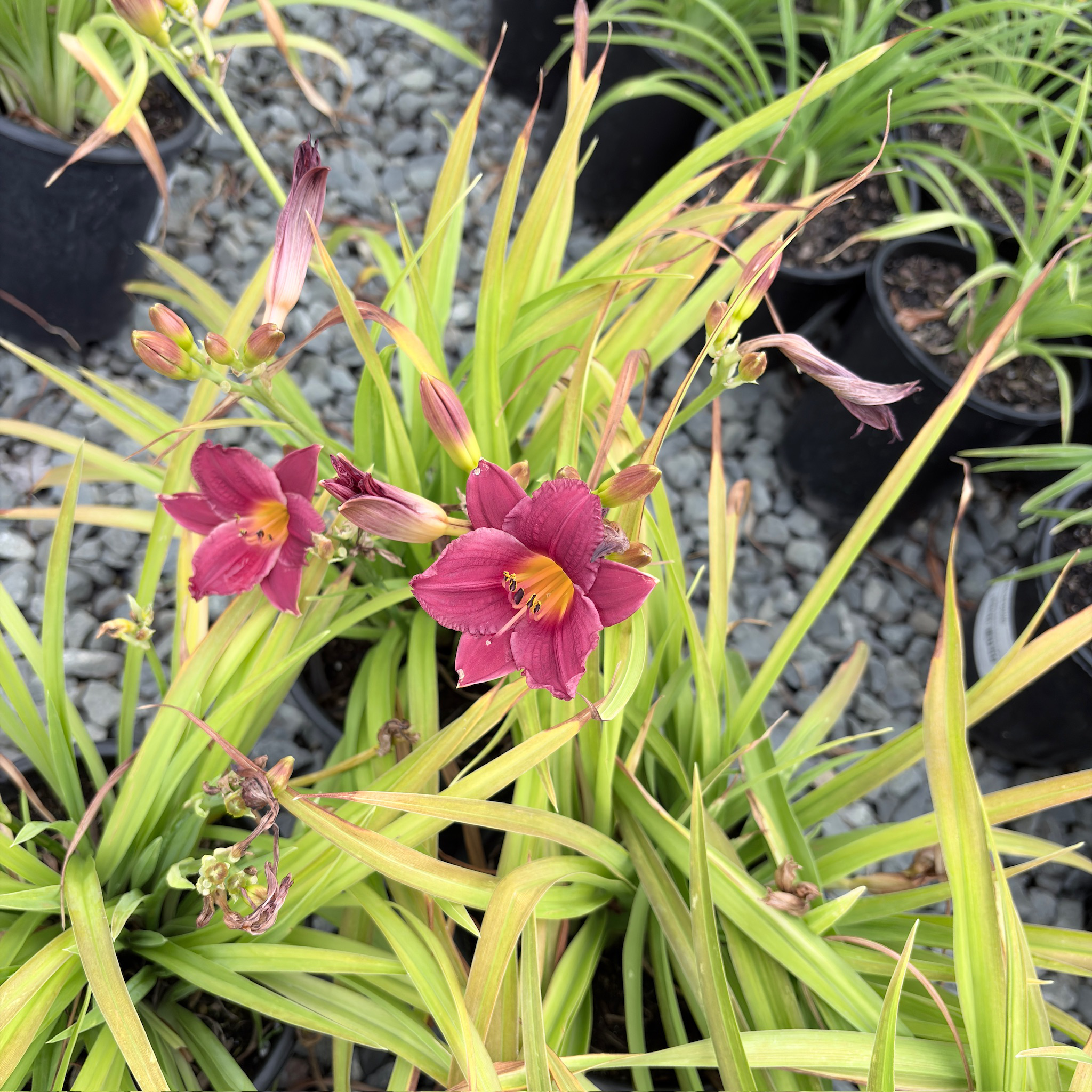 Little Business Daylily