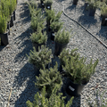 Roman Beauty Rosemary