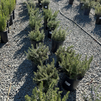 Roman Beauty Rosemary