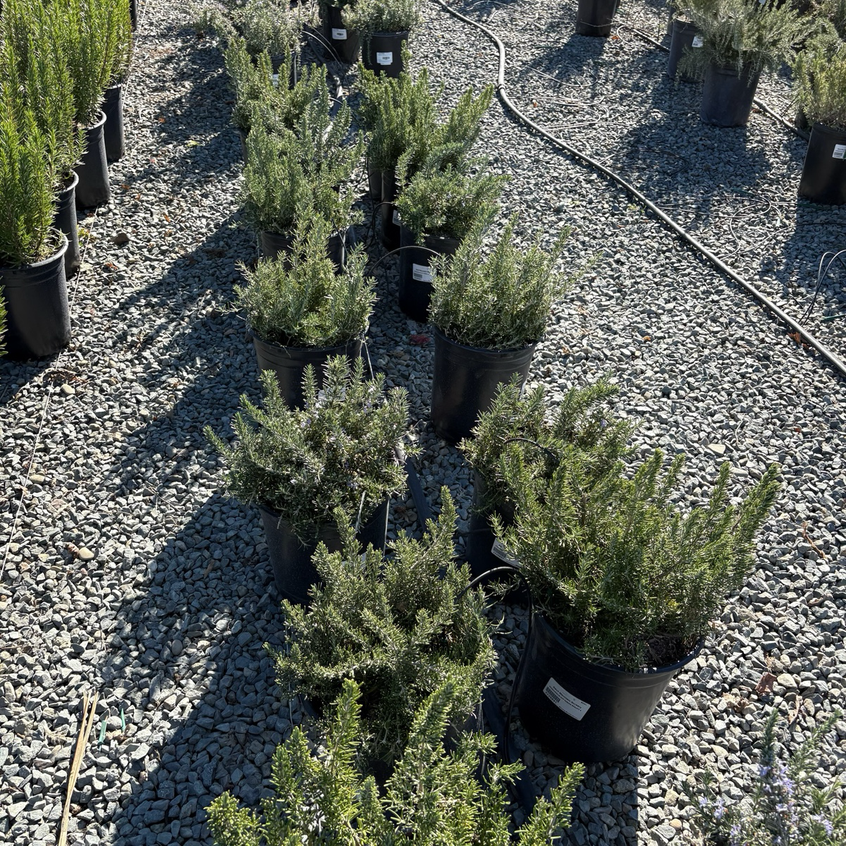 Roman Beauty Rosemary
