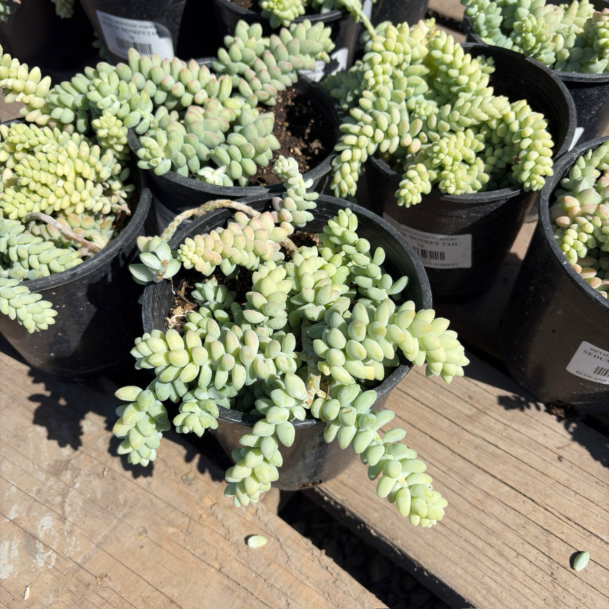 Donkey Tail Sedum