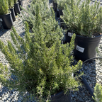 Roman Beauty Rosemary