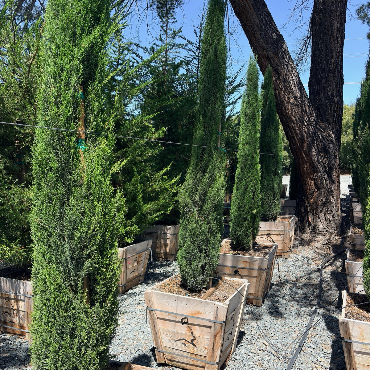 Tiny Tower Dwarf Italian Cypress