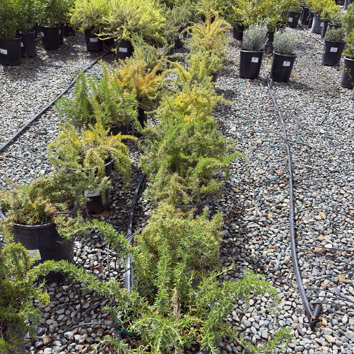 Huntington Carpet Rosemary