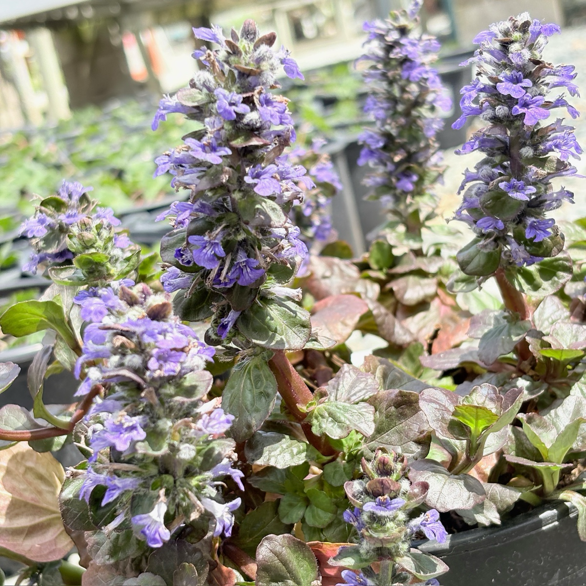 Catlins Giant Carpet Bugle