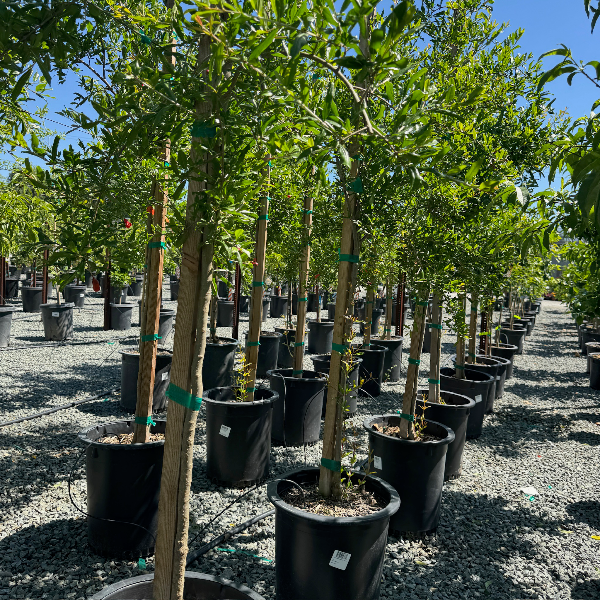 Wonderful Pomegranate