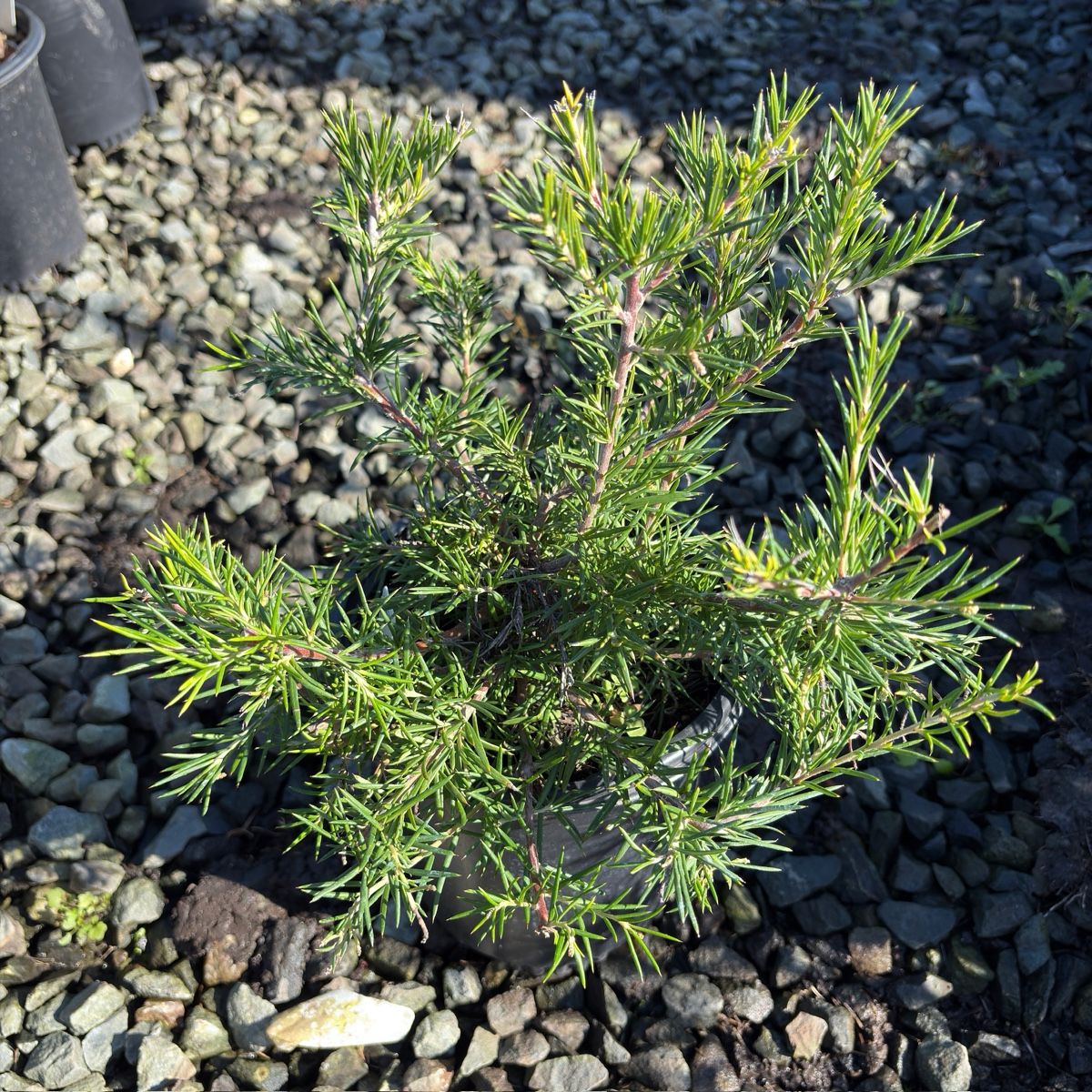 Canberra Gem Grevillea