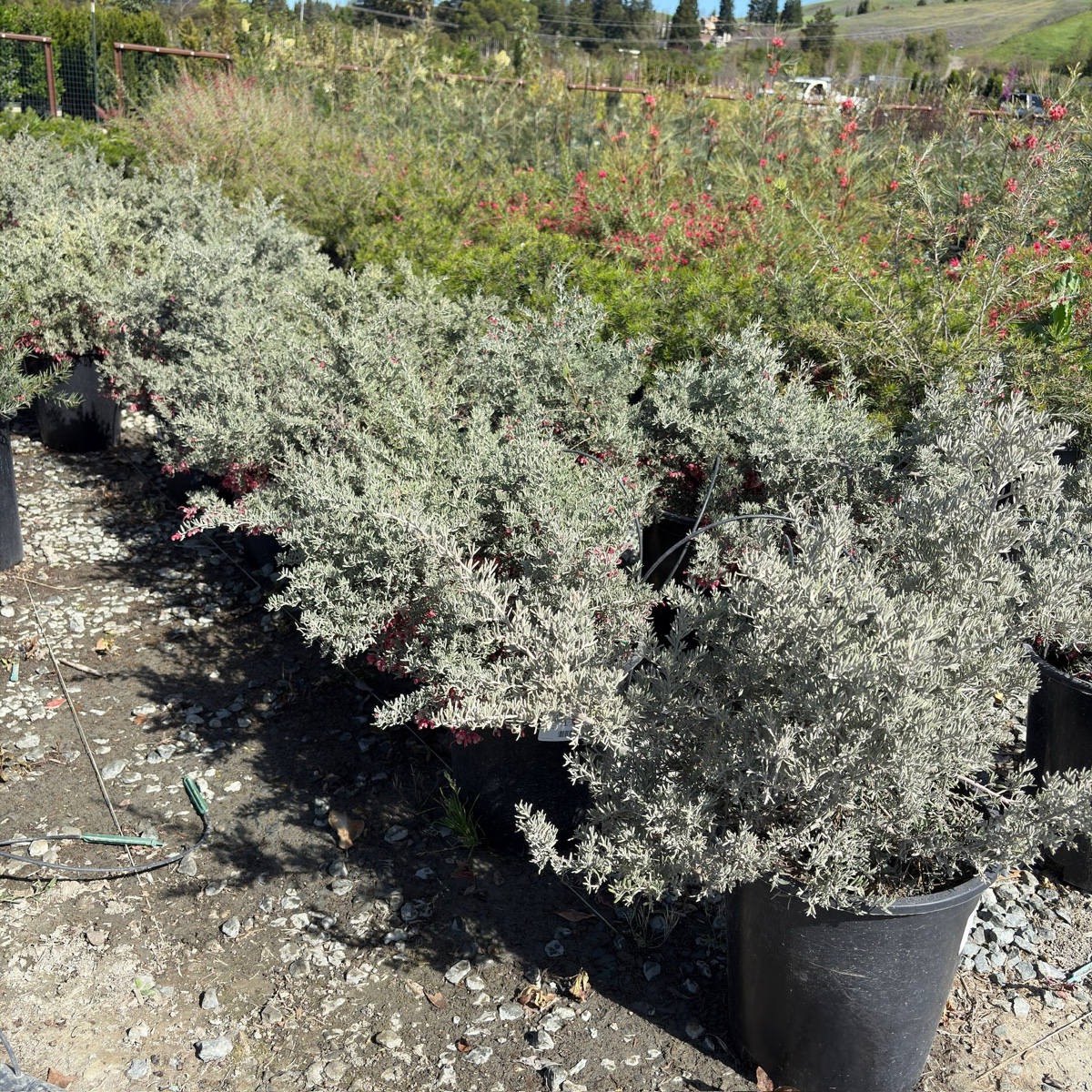 Penola Lavender Grevillea