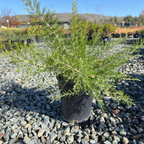 Scarlet Sprite Rosemary Grevillea