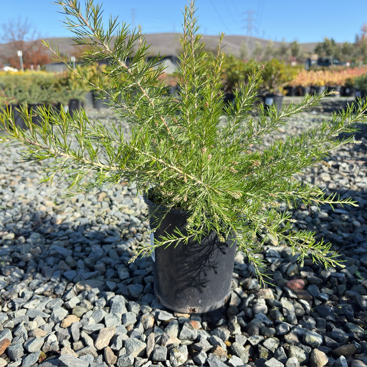 Scarlet Sprite Rosemary Grevillea