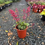 Paris Coral Bells