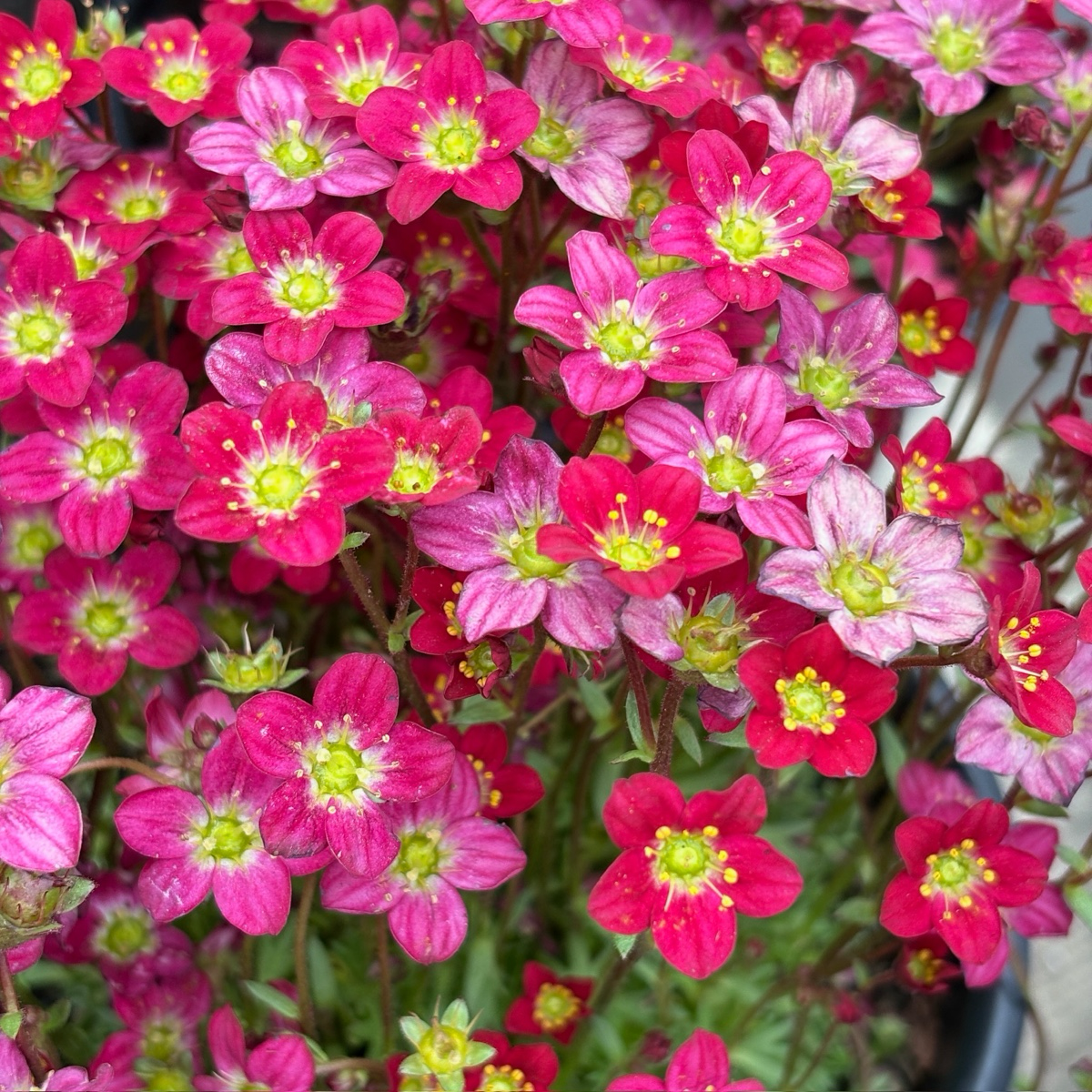 Mossy Rockfoil Flower