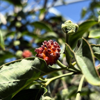 Eddie’s White Wonder Dogwood