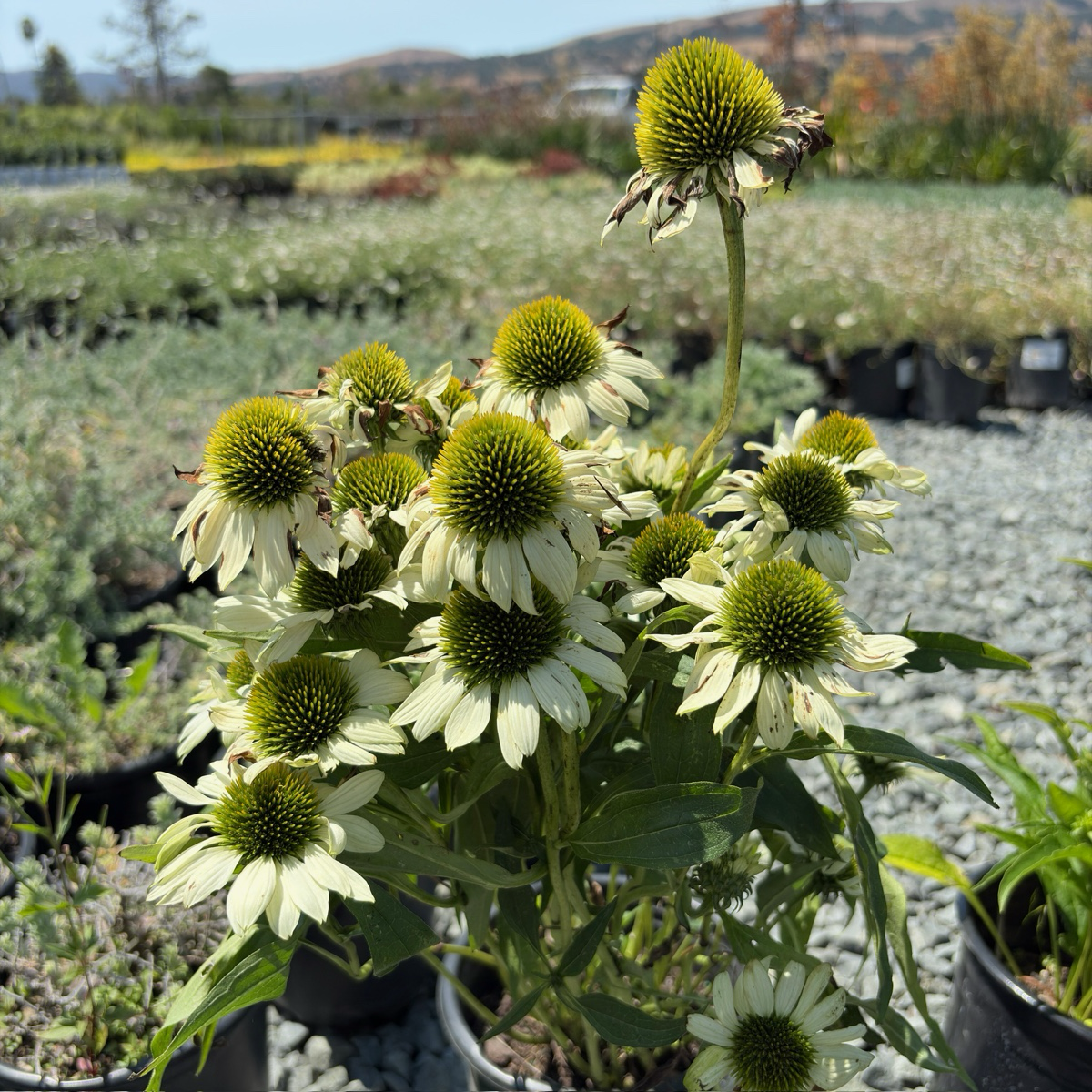Coneflower