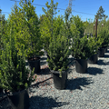 Green Spire Euonymus
