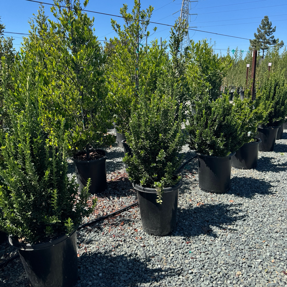 Green Spire Euonymus