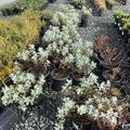 Ashyleaf Buckwheat
