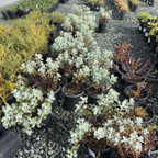 Ashyleaf Buckwheat
