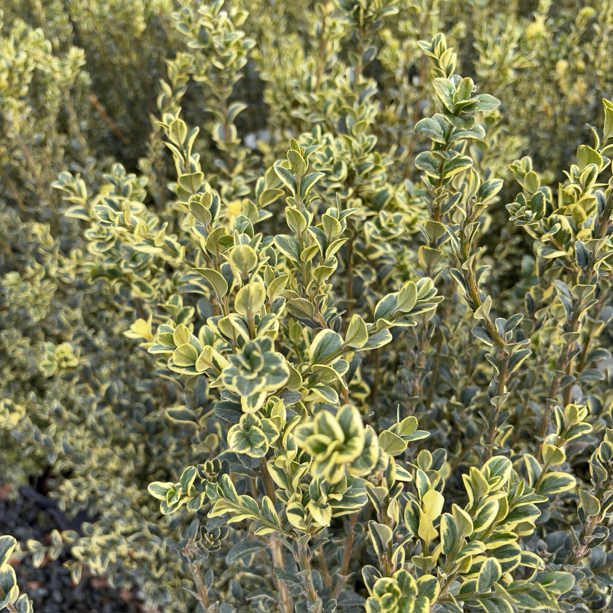 Variegated Common Boxwood