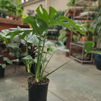 Swiss Cheese Plant