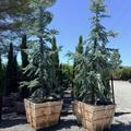 Blue Atlas Cedar
