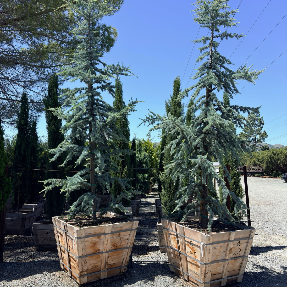Blue Atlas Cedar