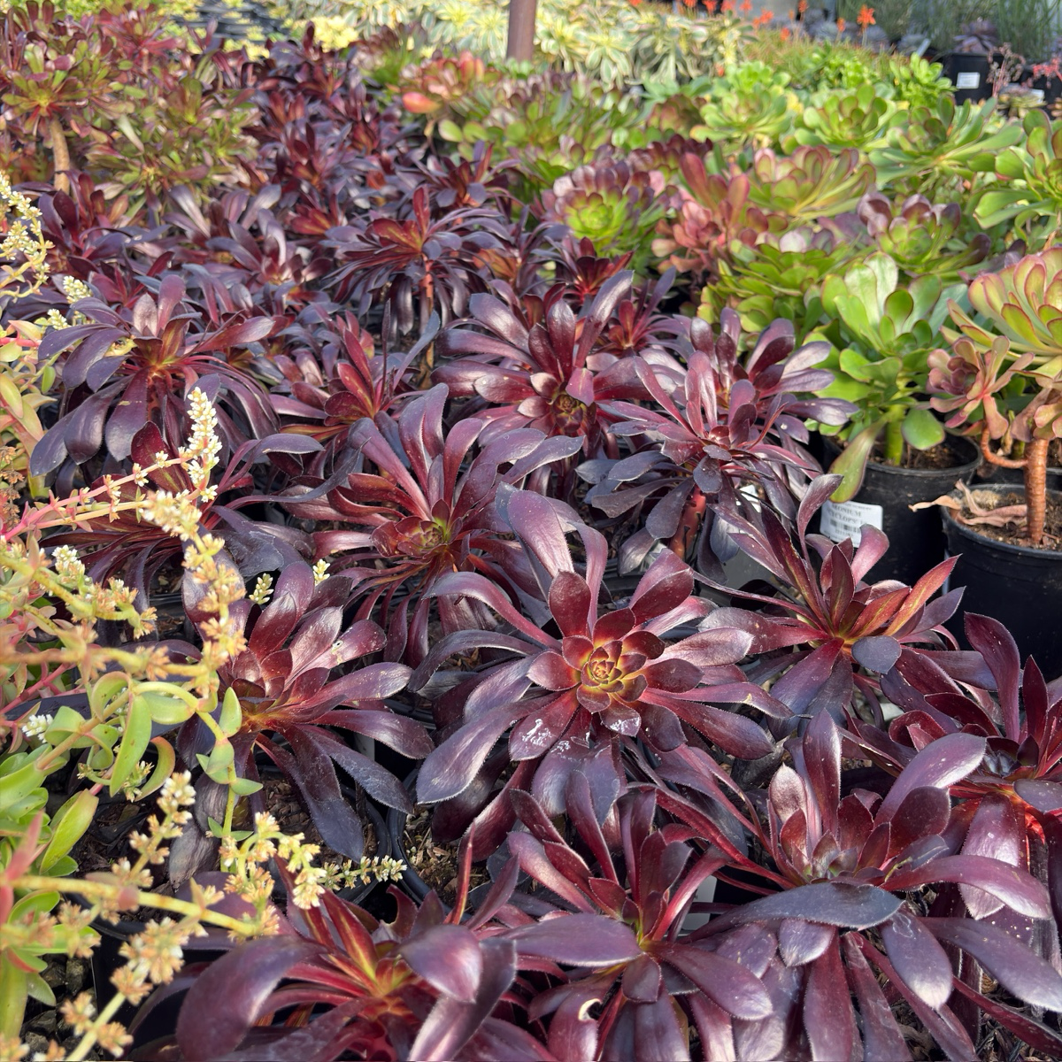 Black Rose Aeonium
